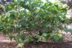 Ficus auriculata